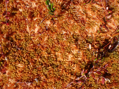 Sphagnum austinii