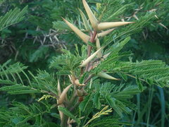 Vachellia cornigera