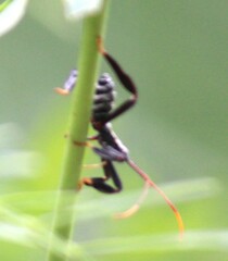 Acanthocephala thomasi
