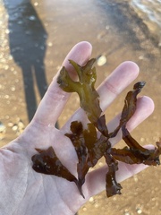 Fucus serratus