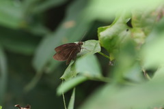 Ancistroides nigrita