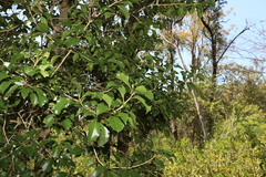 Auranticarpa rhombifolia