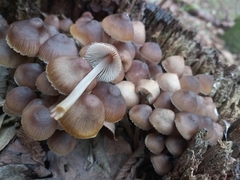 Mycena maculata