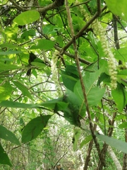 Coccoloba diversifolia