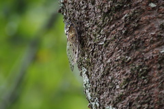 Hyalessa maculaticollis