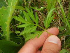 Silphiodaucus prutenicus
