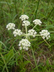 Silphiodaucus prutenicus