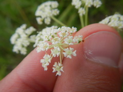 Silphiodaucus prutenicus