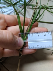 Carex cephalophora