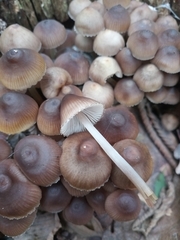 Mycena maculata