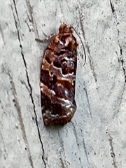 Argyrotaenia tabulana