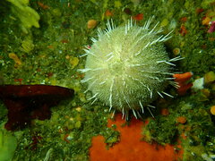 Echinus gilchristi