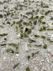 Halophila ovalis