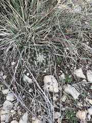 Mammillaria heyderi