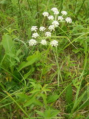 Silphiodaucus prutenicus