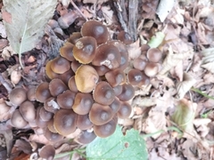 Mycena maculata