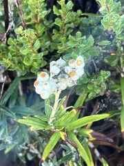 Anaphalis margaritacea