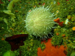 Echinus gilchristi