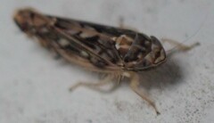 Scaphoideus
