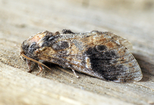 Three-humped Prominent