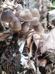 Mycena maculata