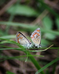 Aricia agestis