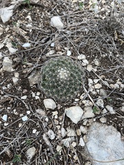 Mammillaria heyderi