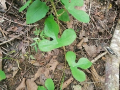 Passiflora viridiflora