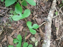 Passiflora viridiflora