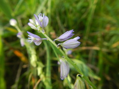 Polygala vulgaris