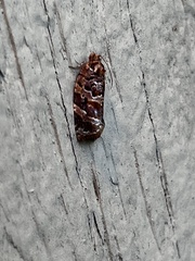 Argyrotaenia tabulana