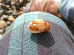 Tritia reticulata