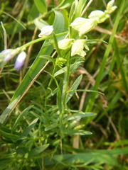 Polygala vulgaris