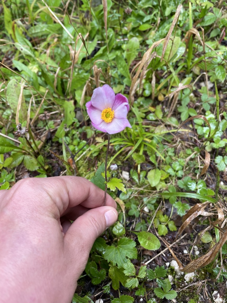 Hubei Anemone from 4893 Zell am Moos, Österreich on September 25, 2022 ...