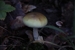 Amanita phalloides