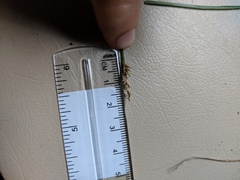 Carex cephalophora