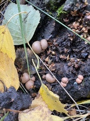 Lycogala epidendrum