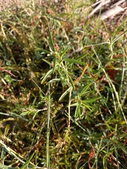 Amaranthus muricatus