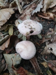 Mycena rosea
