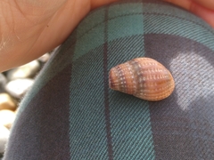 Tritia reticulata