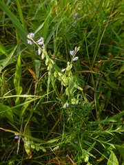 Polygala vulgaris
