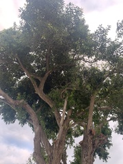 Syzygium cumini
