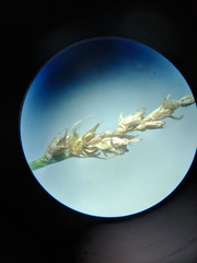 Carex cephalophora
