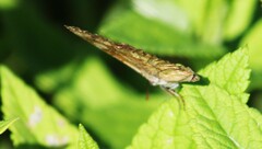 Libytheana carinenta