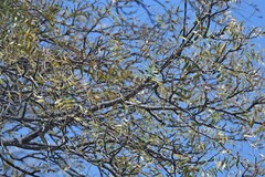 Schinopsis lorentzii