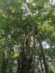 Libidibia sclerocarpa