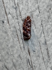 Argyrotaenia tabulana