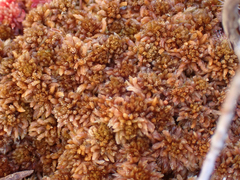 Sphagnum fuscum
