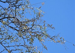 Schinopsis lorentzii