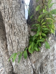 Syzygium cumini